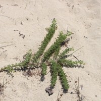 Vachellia planifrons (Wight & Arn.) Ragup., Seigler, Ebinger & Maslin